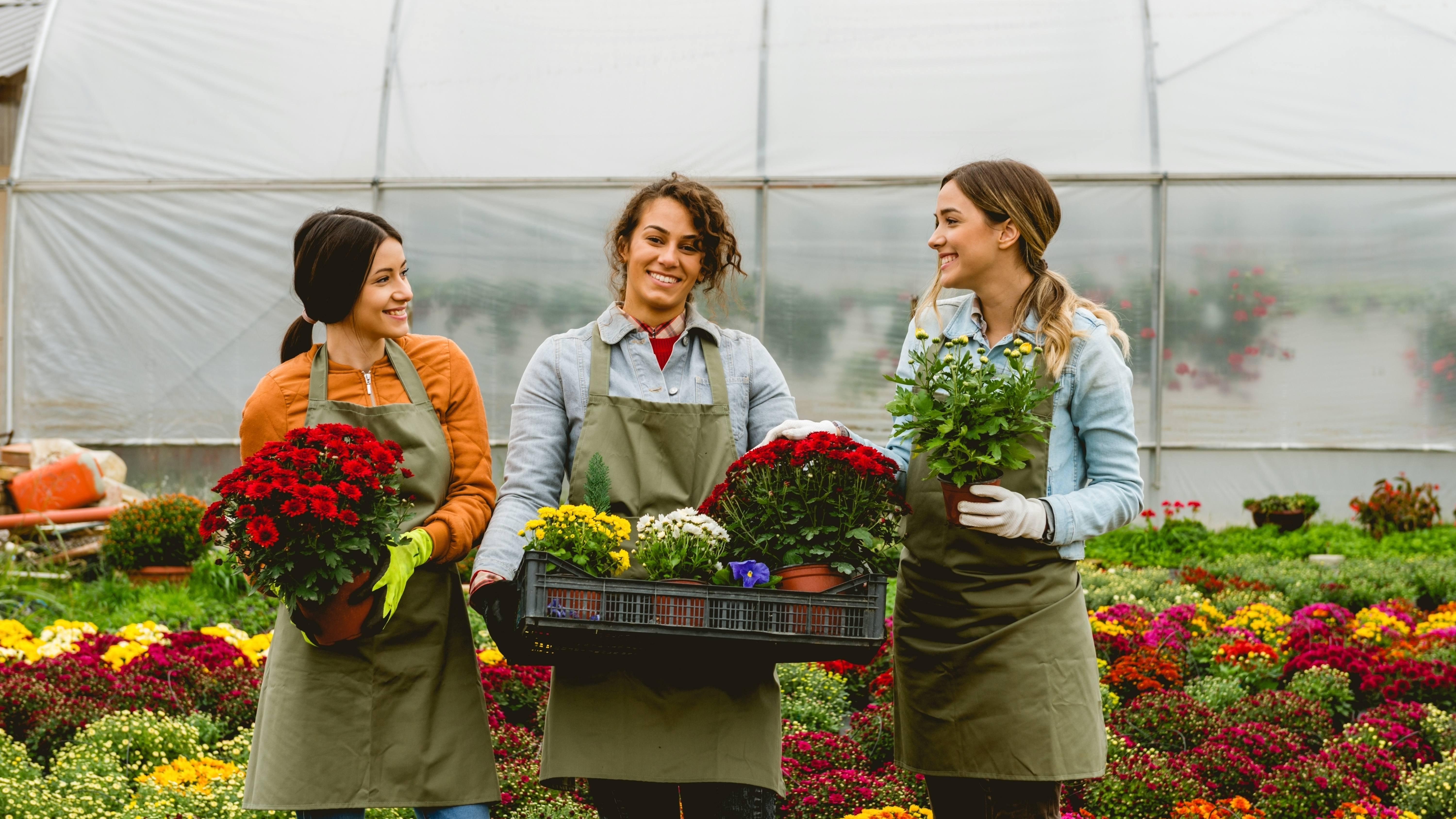 Netherlands: Greenhouses, flowers, vegetables, sorting, packing and warehouses.